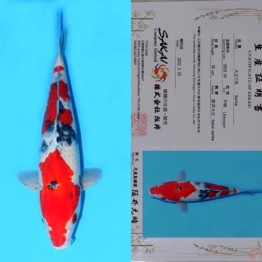 SAKAI SANKE HQ 32CM