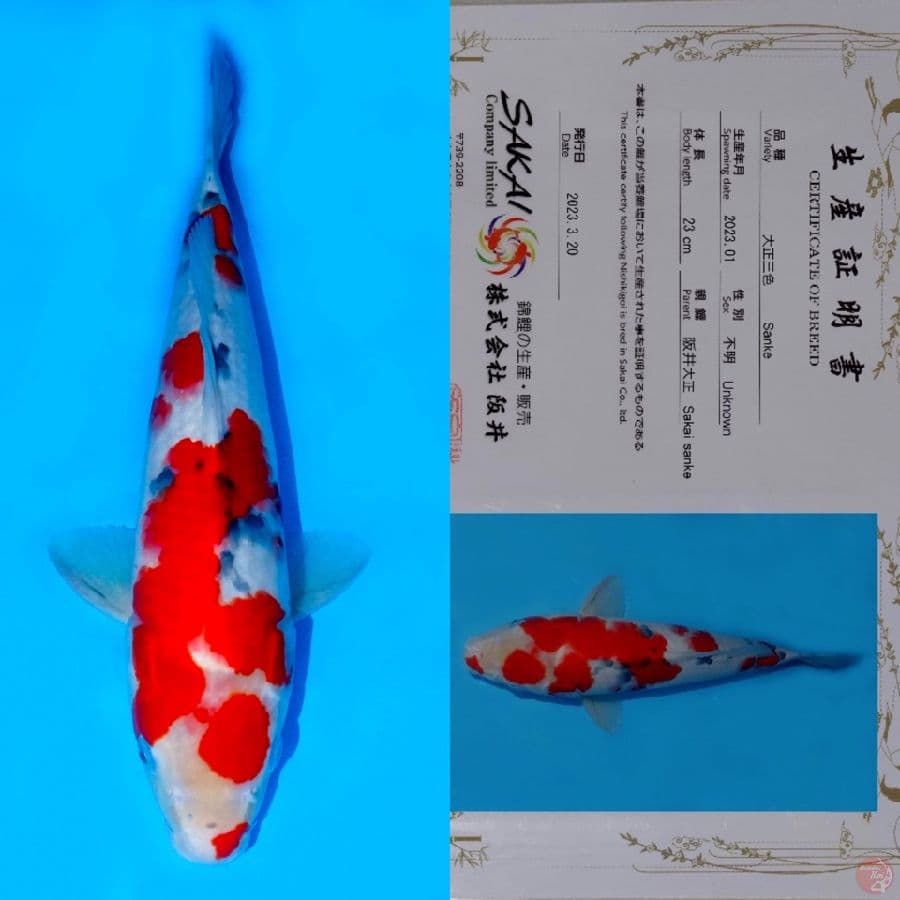 SAKAI SAKURA SANKE HQ 35CM (tategoi)