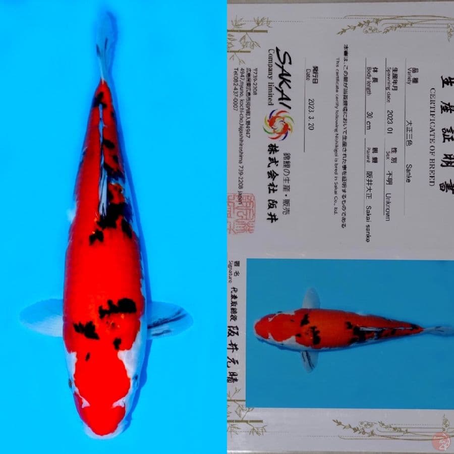 JUMBO SAKAI SANKE HQ 44CM