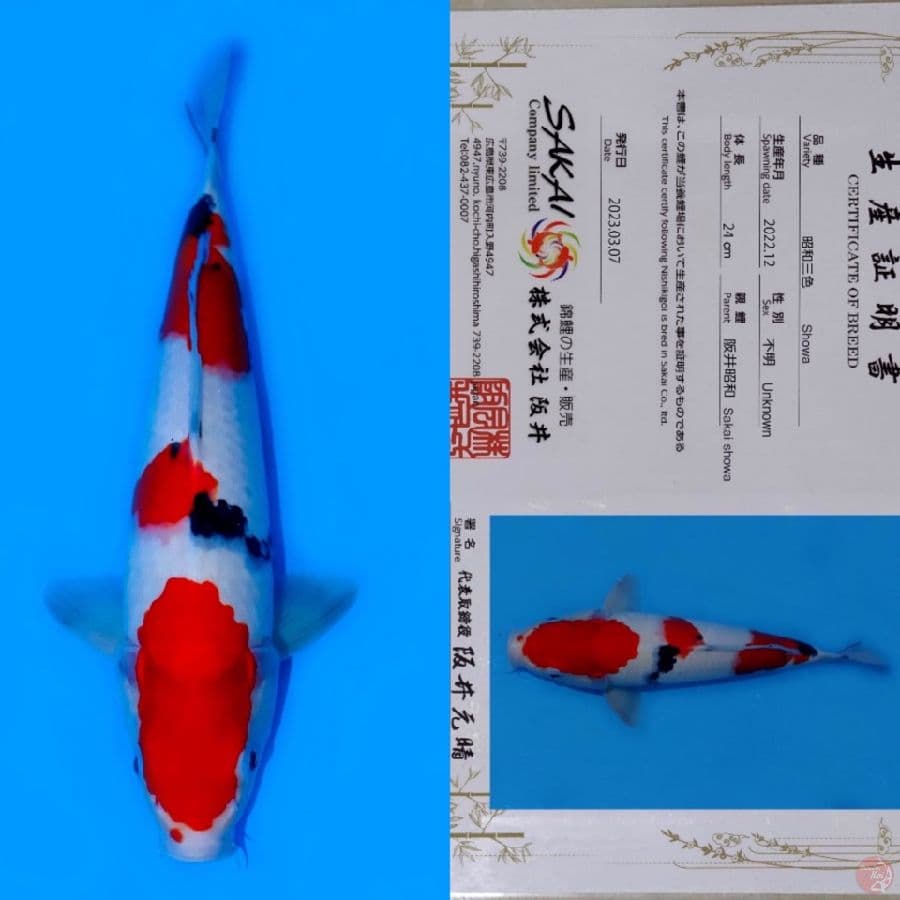 SAKAI SHOWA SANSHOKU HQ 36CM