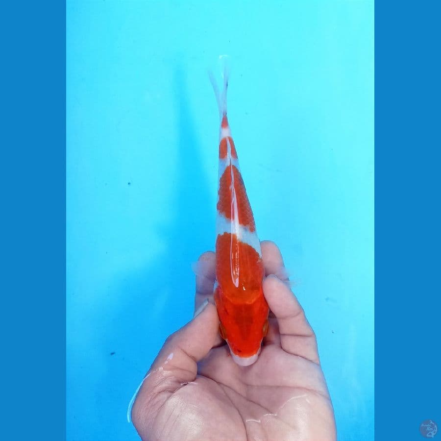 Goshiki 20cm