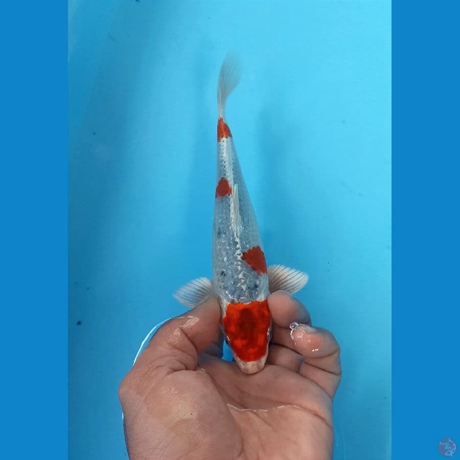 Kujaku 20cm