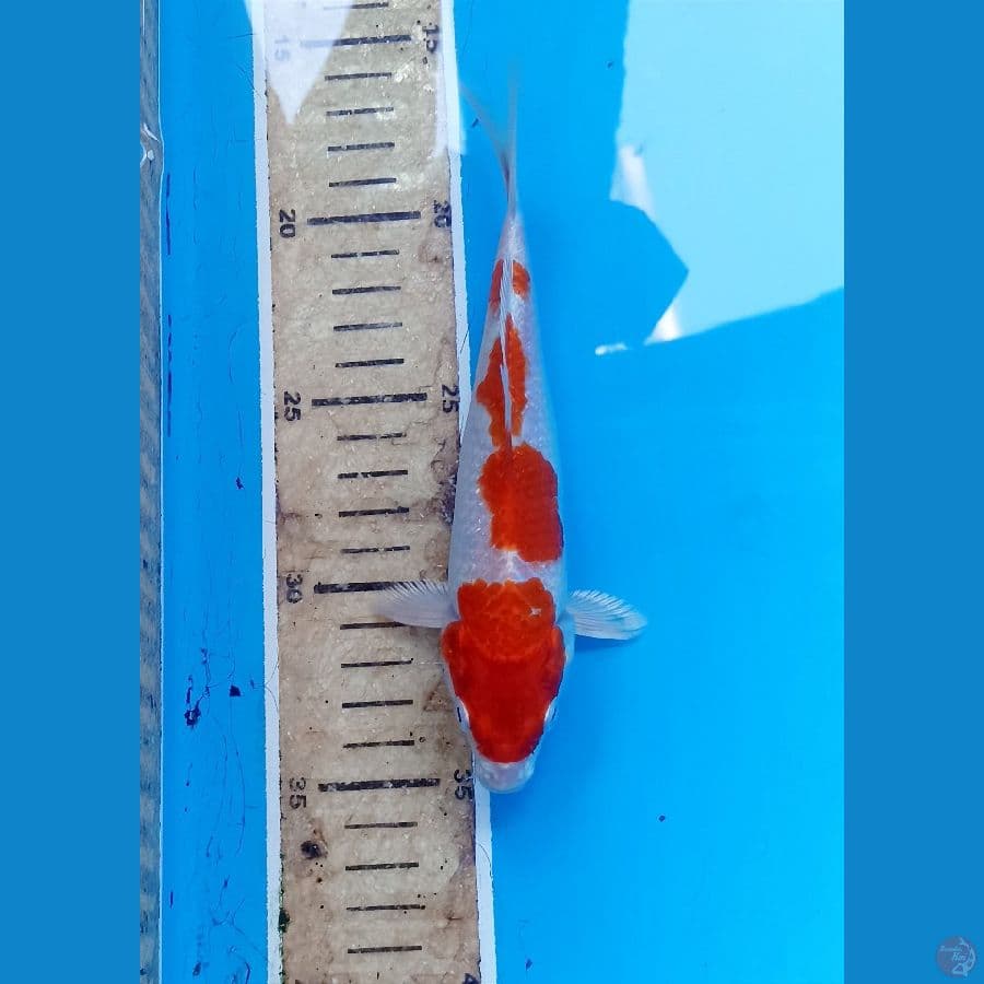 Hariwake 18cm