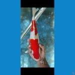 Kohaku SQ merah strong 36 cm