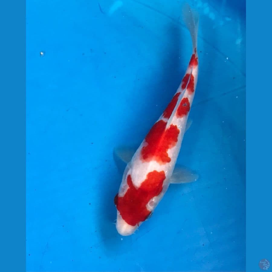 kohaku 15cm