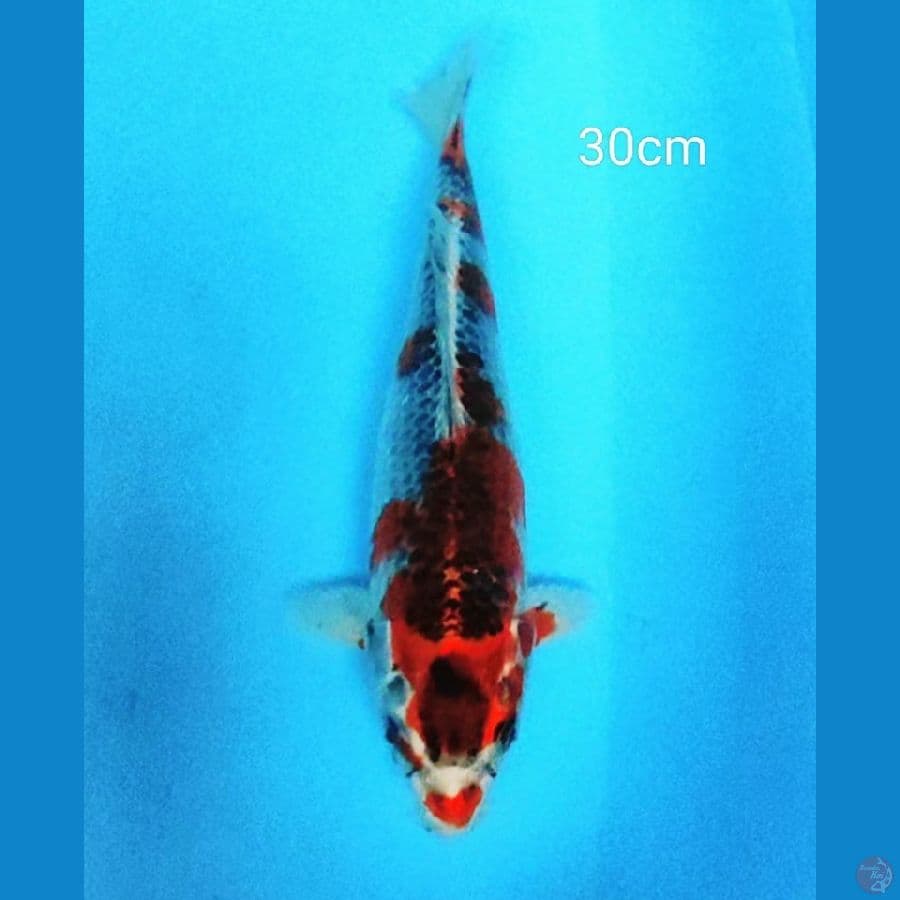 Goshiki 30cm