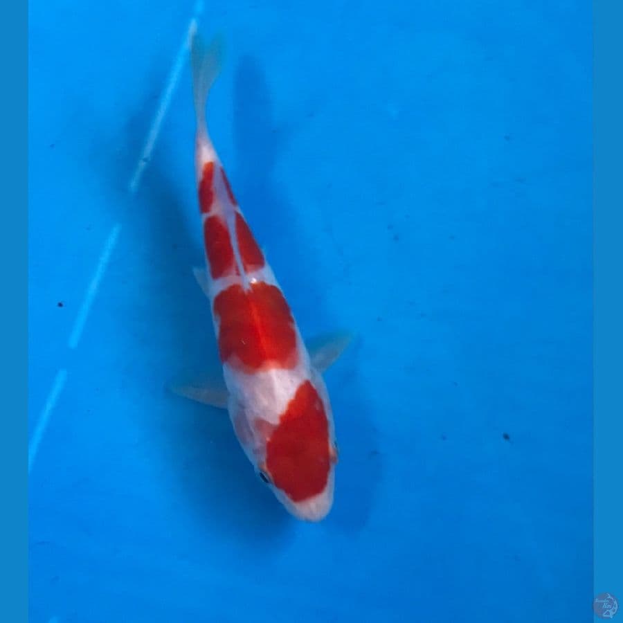 kohaku aragoke 14cm