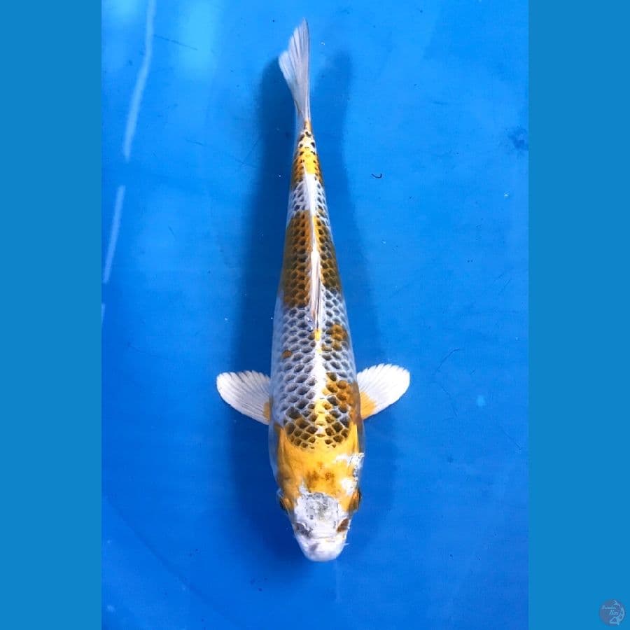 kujaku 20cm