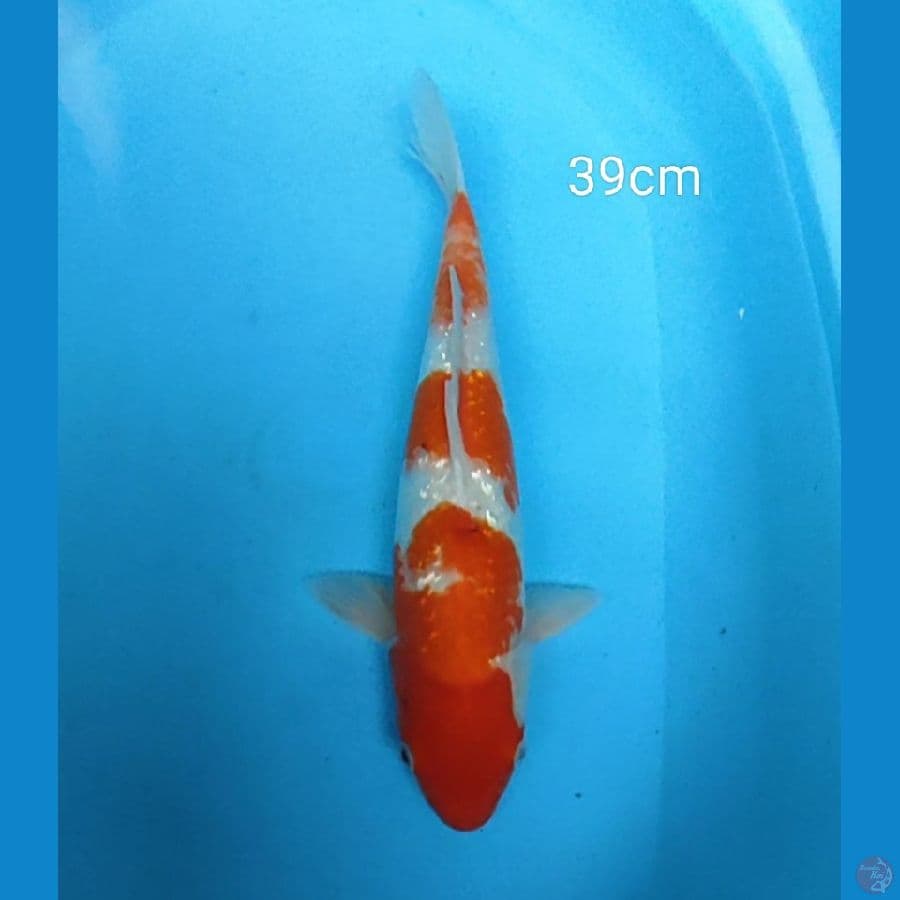 Kohaku ginrin 39cm