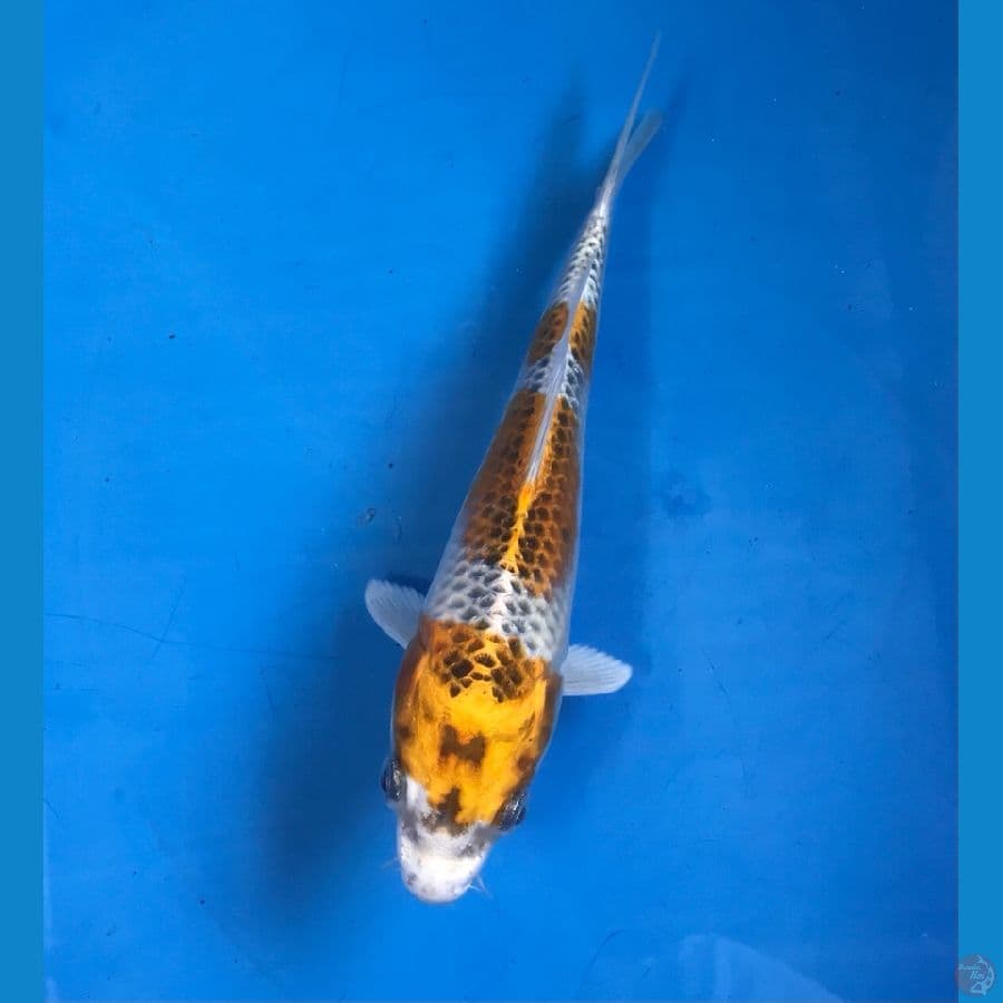 kujaku 18cm