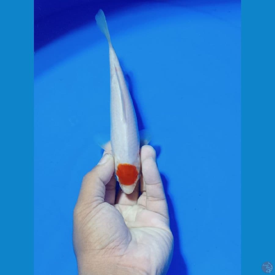 TANCO KOHAKU 16 CM ORI