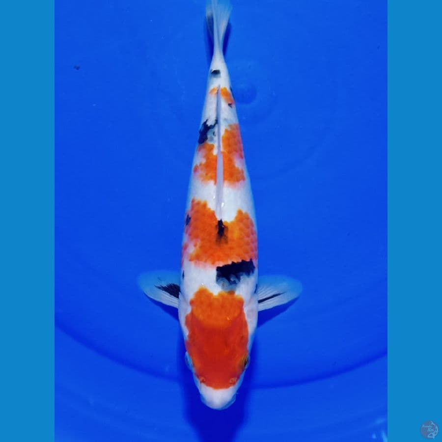 SANKE 27 CM 