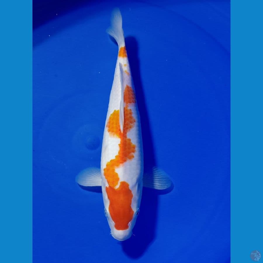 KOHAKU 27 CM