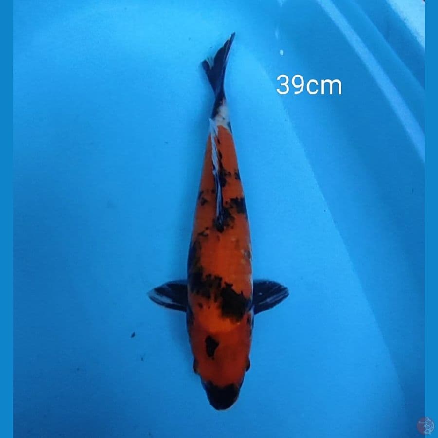 Showa 39cm