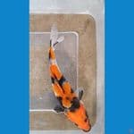 SHOWA (14CM)