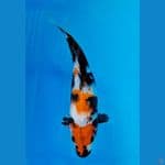 SHOWA (24CM)