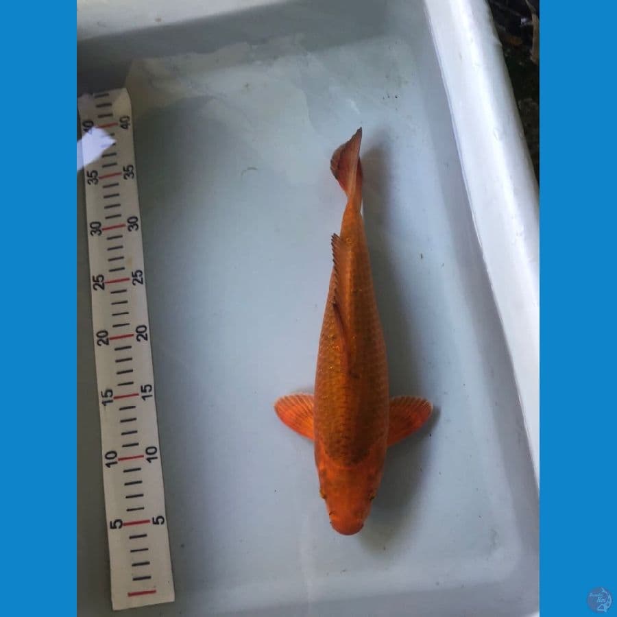 kramel 30cm
