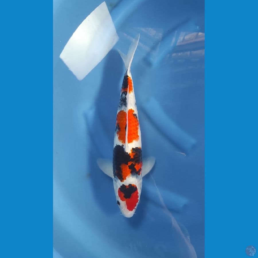 showa jantan 40cm..
