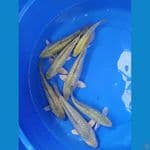 pket 7 ekor sz25-30 bu soragoi ginrin ring rapi