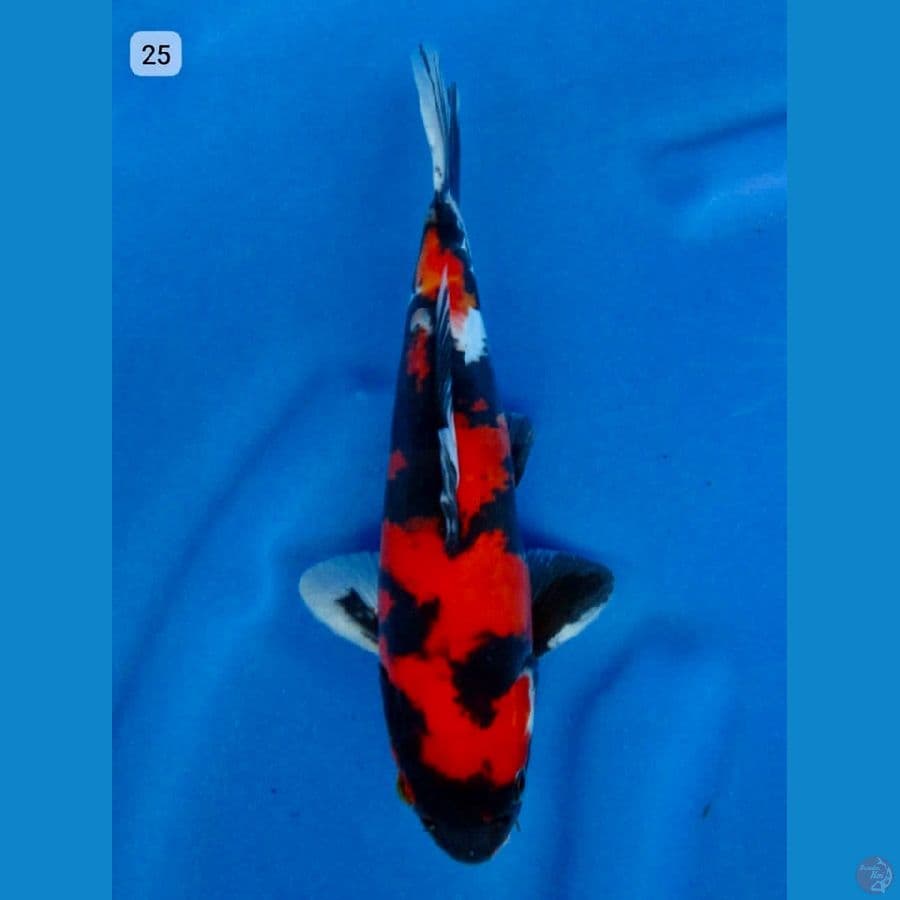 red Hi showa doitsu 25cm