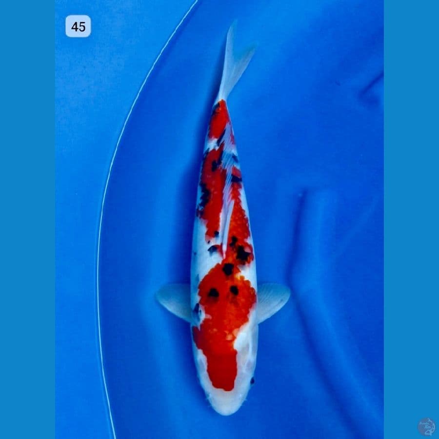 sanke original 45cm
