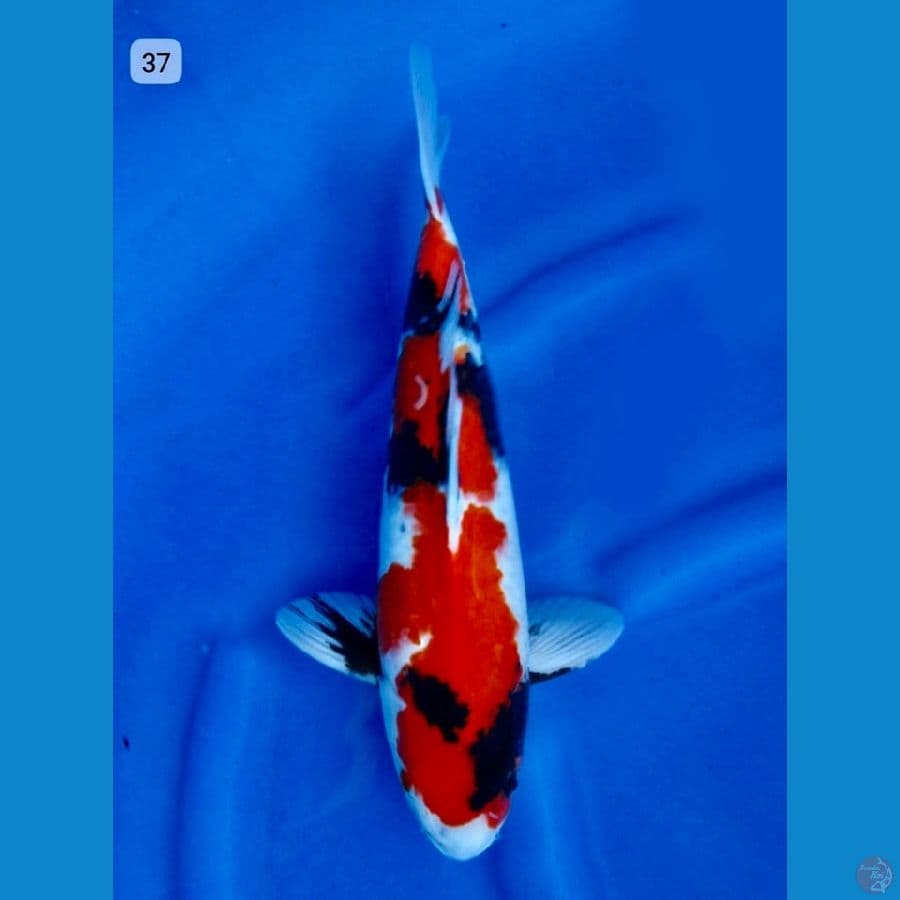 Red showa 37cm