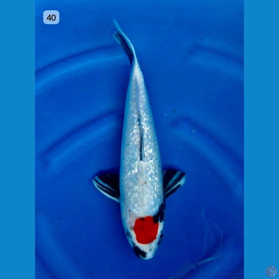 tc showa gingrin tategoi 40cm 