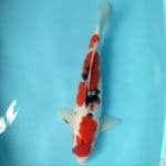 Sanke.. 40cm. Male™