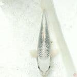 Gin matsuba. bahan keep.. 30cm. 
