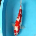 Kohaku Red Strong.. 48cm. 