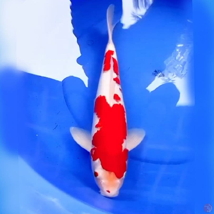 42cm KOHAKU AKAI BARA