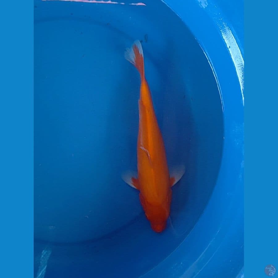 aka hajiro 28 cm tembus