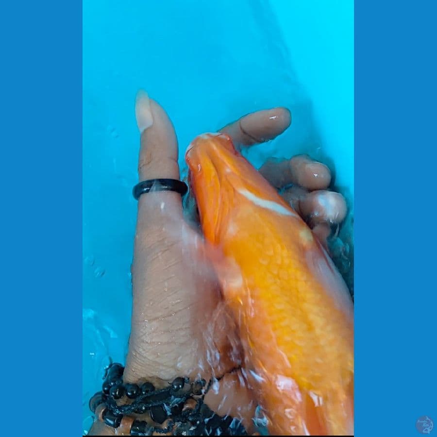 aka hajiro 28 cm tembus