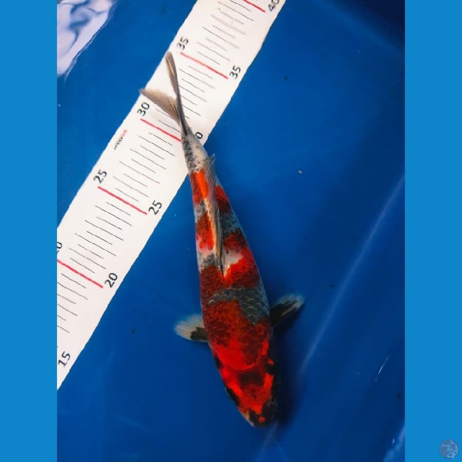 showa 21cm