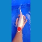 tancho kohaku 28 cm cater