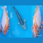 asagi 38 cm male punuk