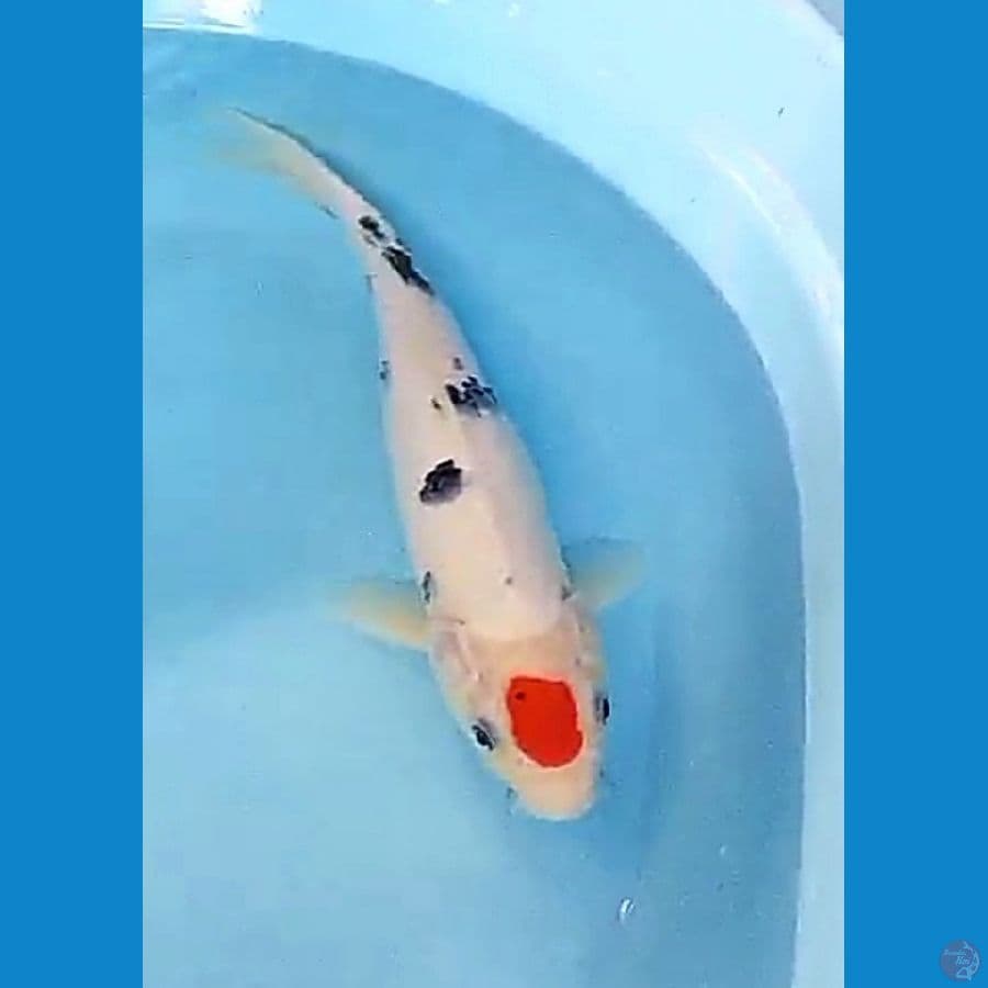 34 cm tanco sanke