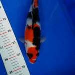 SHOWA MARUTEN 33 CM