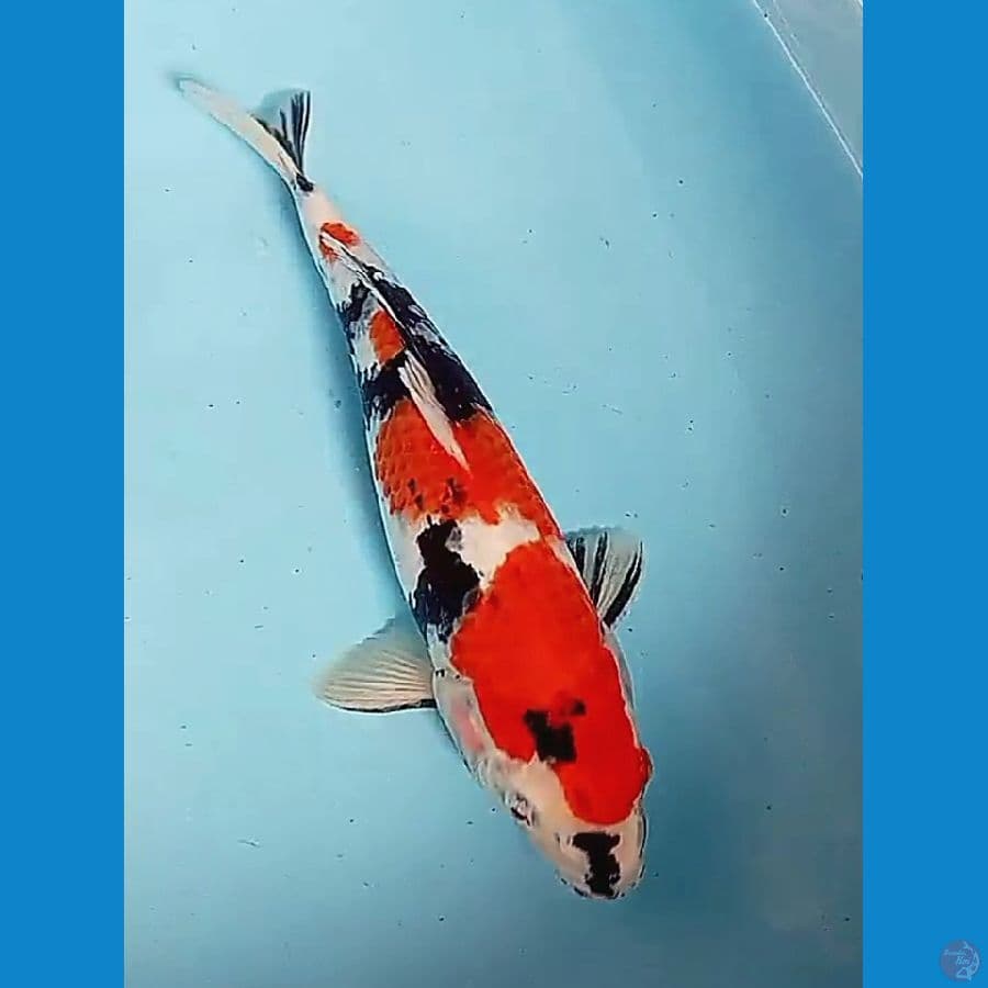 35 cm showa sansoku
