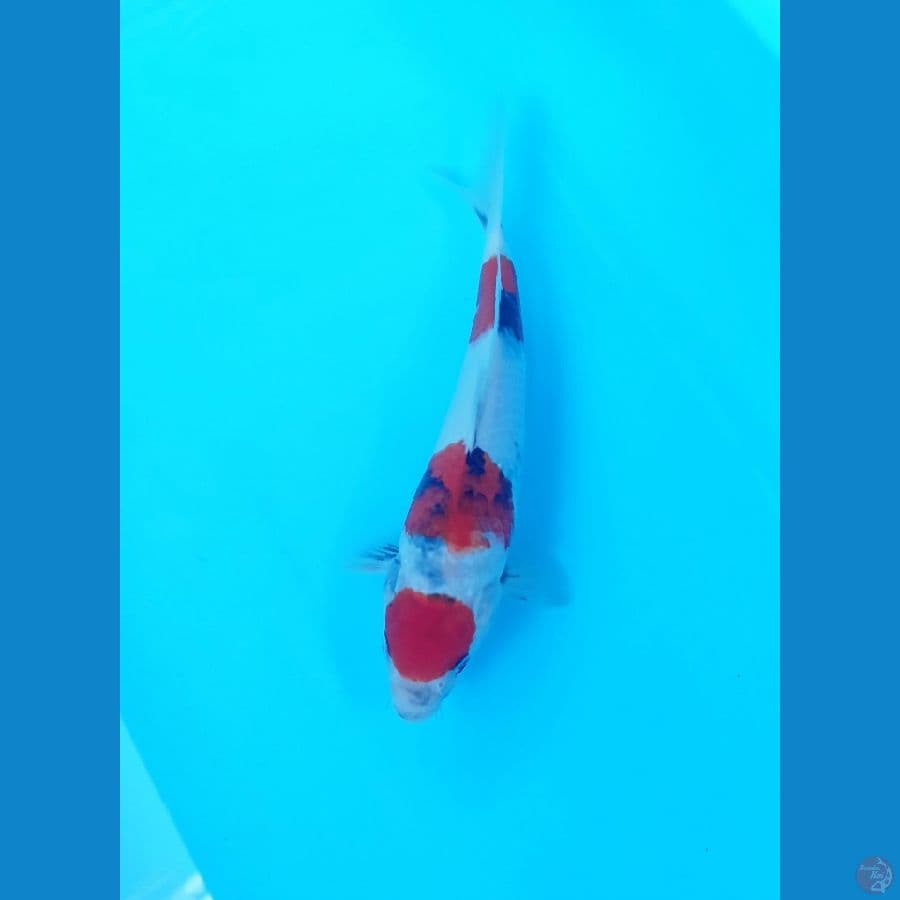 Showa maruten 27cm