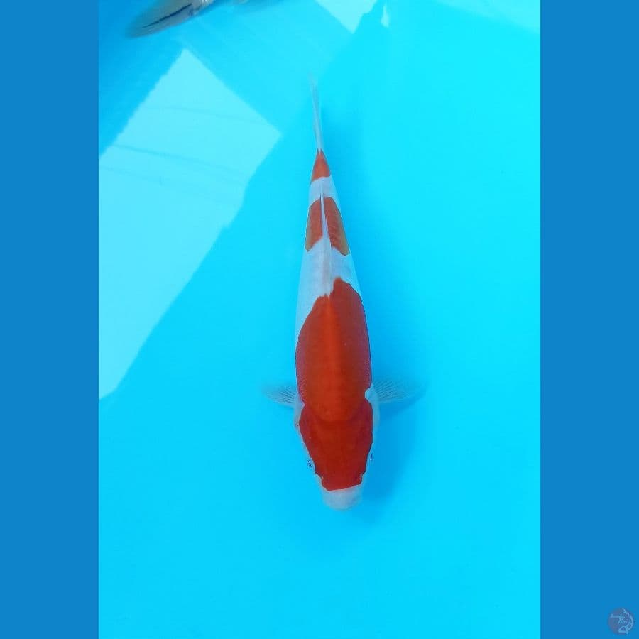 Kohaku doit 25cm