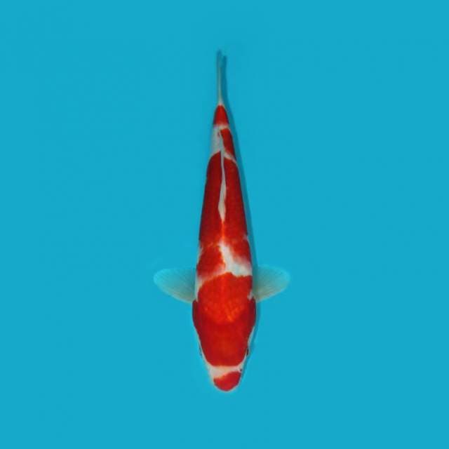 YG_KOHAKU KUCIBENI_33CM
