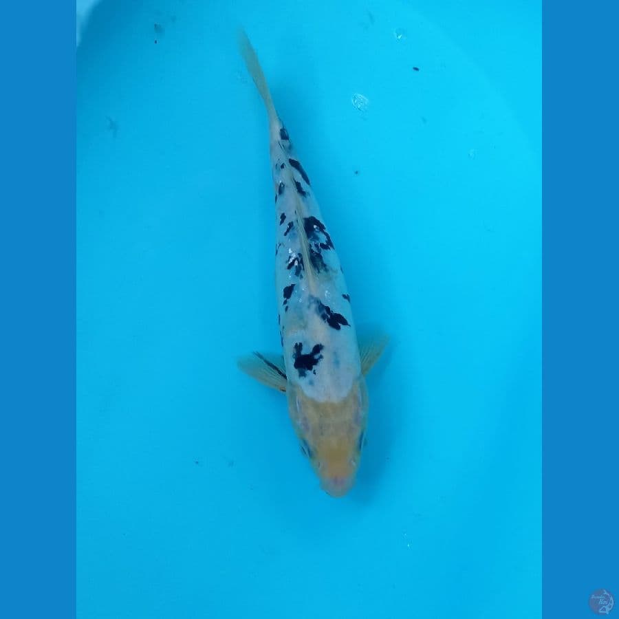 Bekko doit 25cm