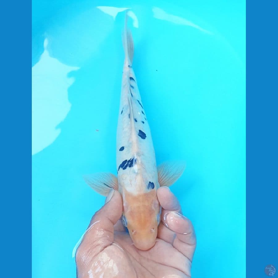 Bekko doit 29cm