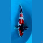 42cm Showa male