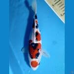 sangkey maruten  bulki 22cm