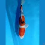 sangke 3 step jos 22cm