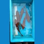 tembaga cagoi 27 32 cm 5 ekor 