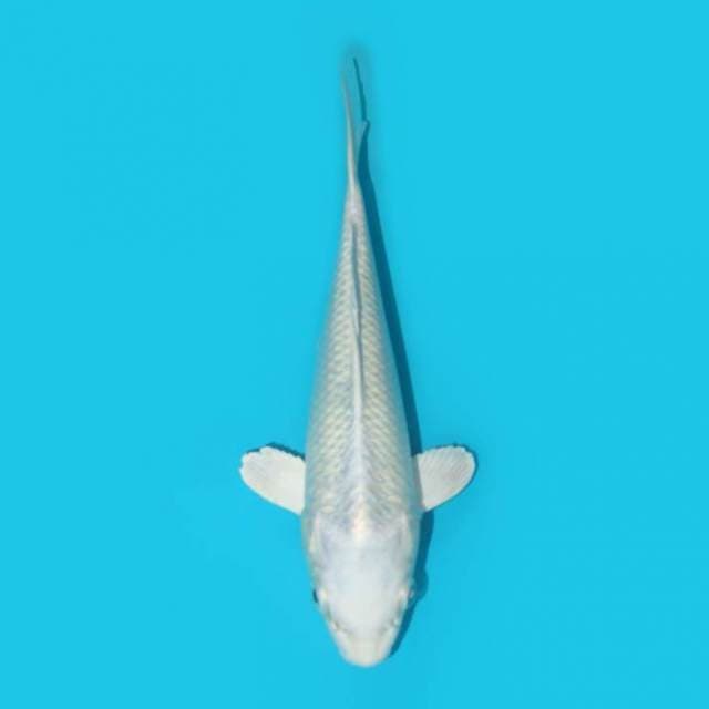 YG_PLATINUM_20CM