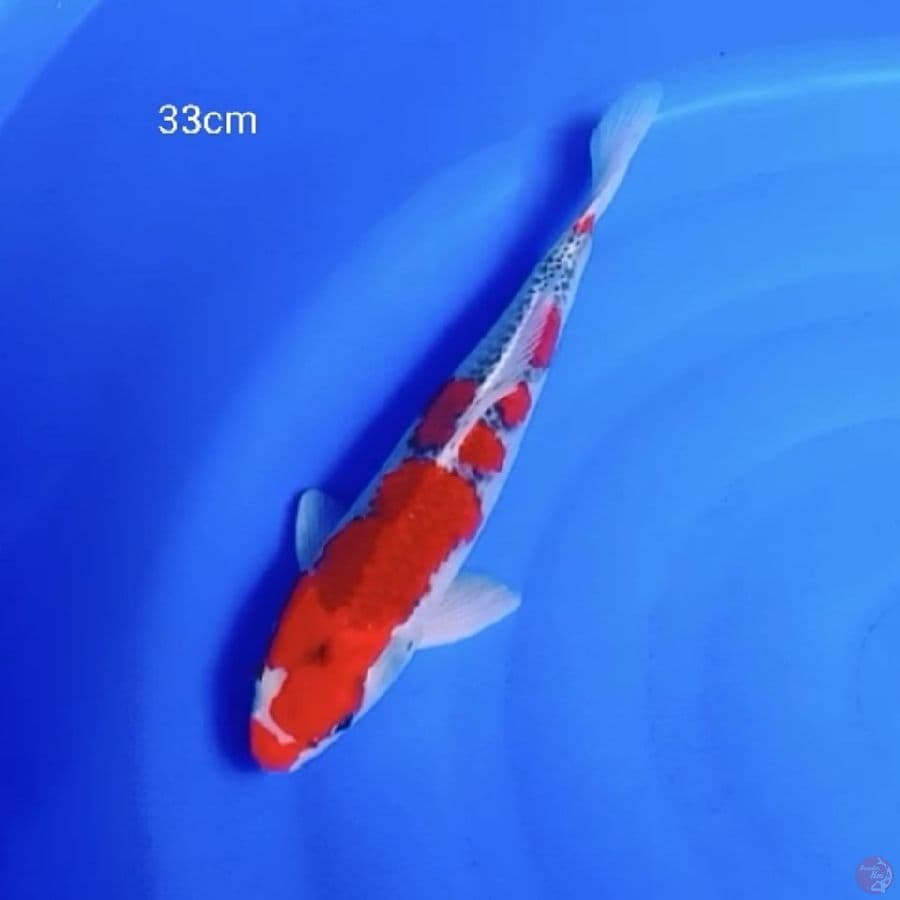 Goshiki 33cm
